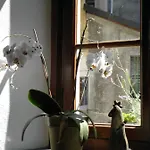 Vendégház Al Vicolo Del Gallo Varallo